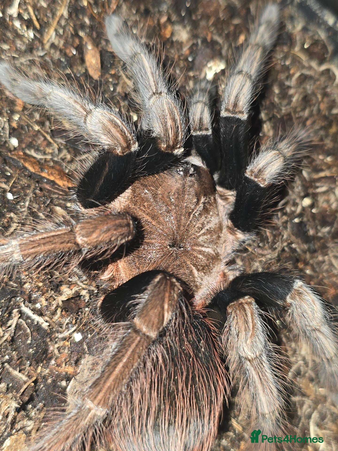 Tarantulas invertebrates Tarantula list - Advert 2