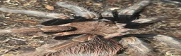 Tarantulas invertebrates for sale: Tarantula list - Advert 2
