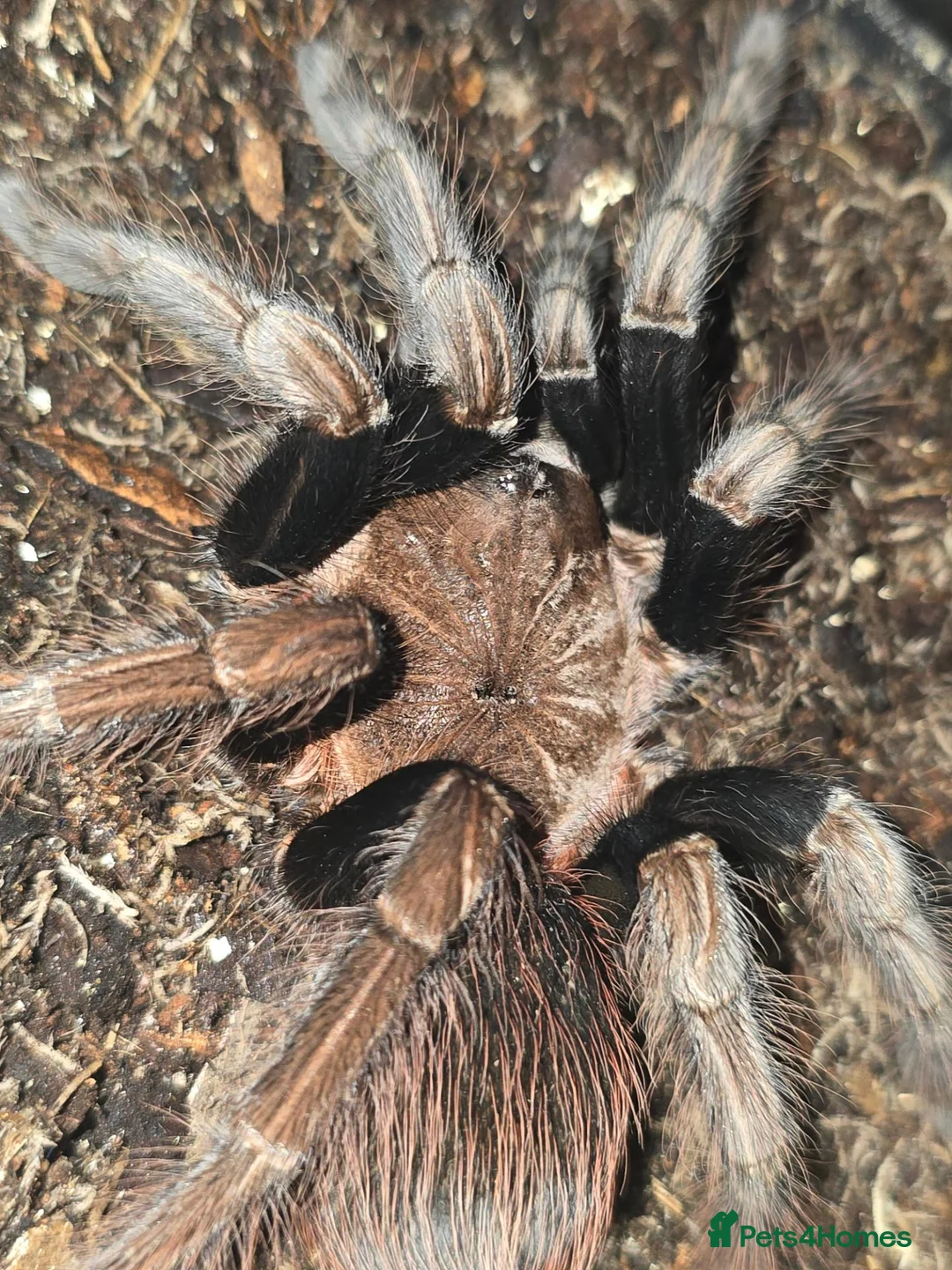 Tarantulas invertebrates for sale: Tarantula list - Advert 2