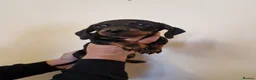 Miniature Dachshund dogs for sale: Miniature chocolate dapple black tan dachshund - Advert 34