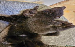 Mixed Breed cats for sale: 3 playful kittens  - Image 14
