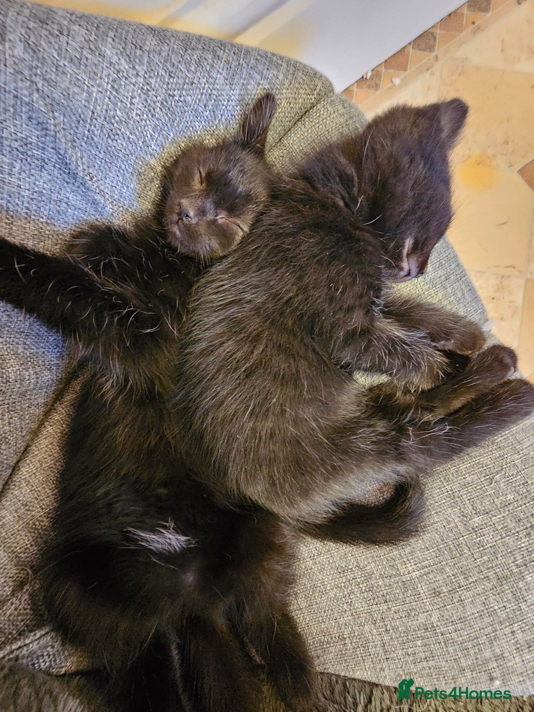 Mixed Breed cats for sale: 3 playful kittens  - Image 14
