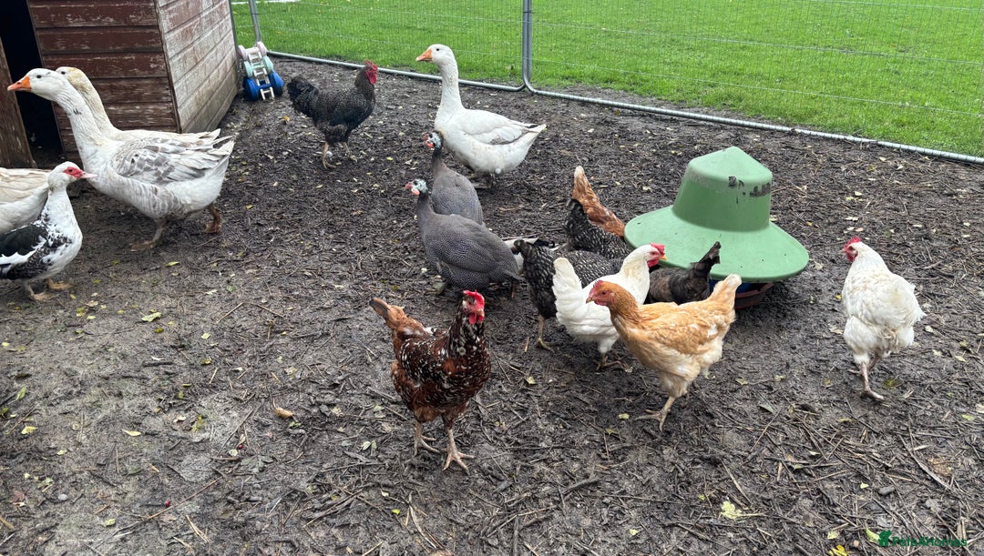 Chickens poultry for sale: Poultry for sale  - Advert 5