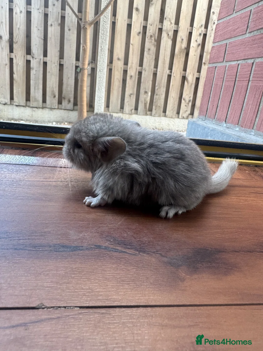 Chinchilla rodents for sale: Baby chinchillas  - Advert 2