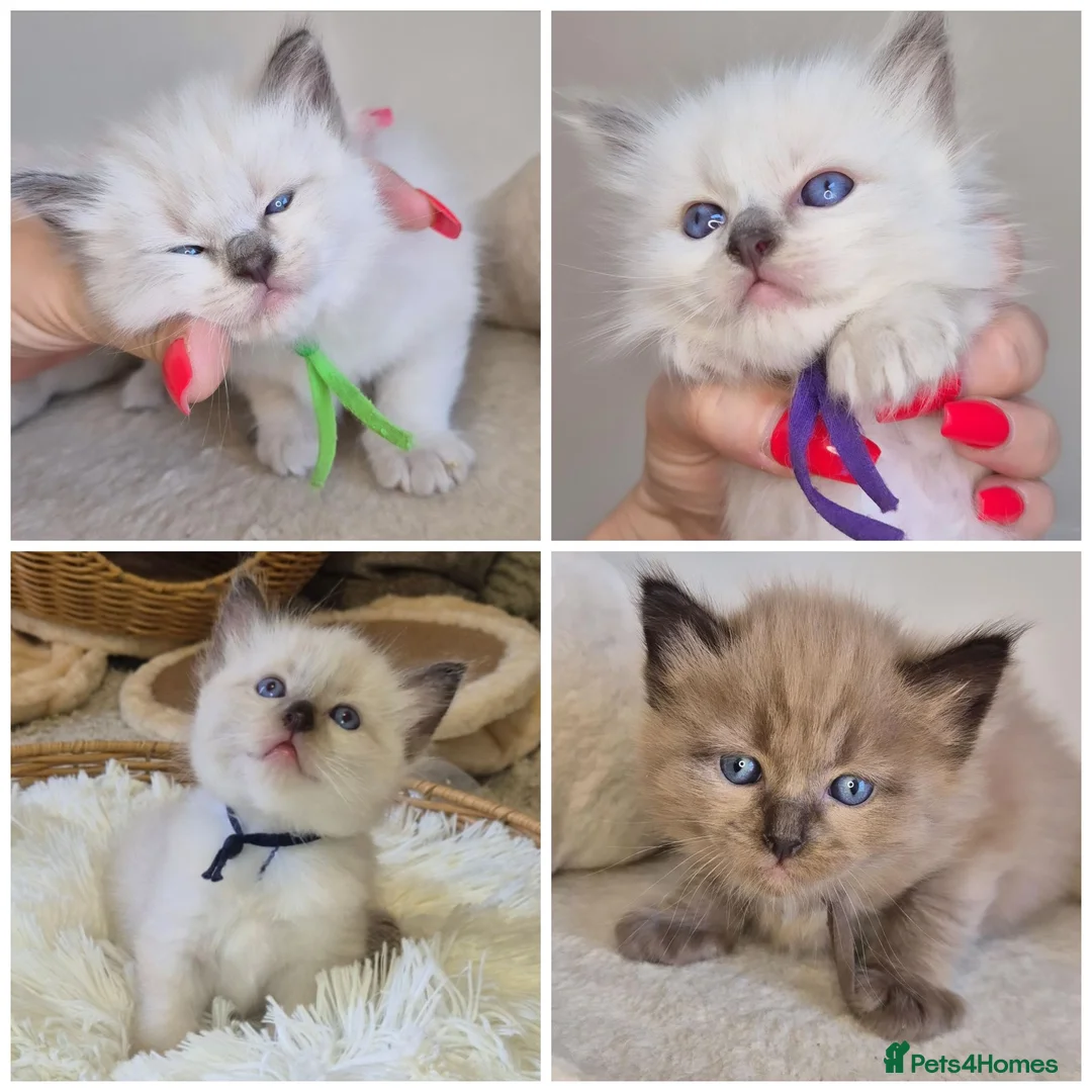 Ragdoll cats for sale: Our beautiful ragdolls 🐾 (ONLY 2 LEFT) - Advert 1