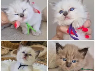 Ragdoll cats Our beautiful ragdolls 🐾 (ONLY 2 LEFT) - Advert 3