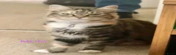 Mixed Breed cats for sale: Kittens for sale  in Hungerford - Advert 3