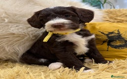 Mixed Breed dogs for sale: Mega Coated Schnockerpoo puppies - Image 21