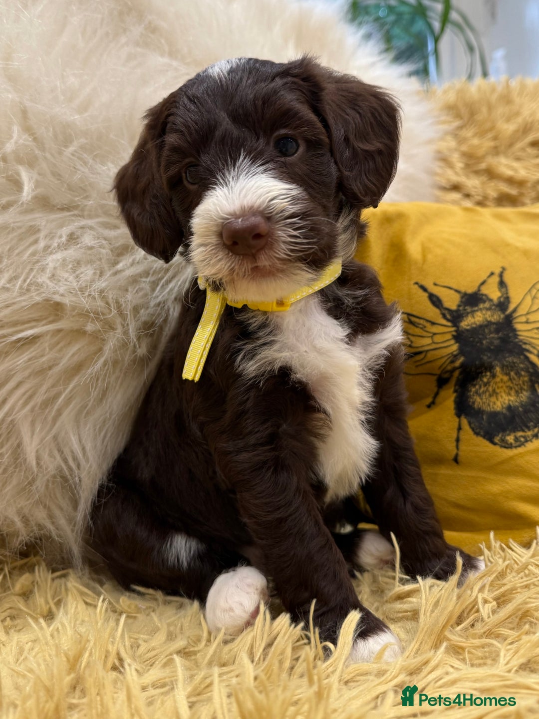 Mixed Breed dogs for sale: Mega Coated Schnockerpoo puppies - Image 21