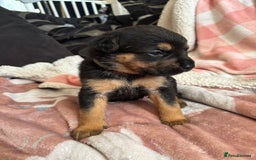 Mixed Breed dogs for sale: german shepard x old tyme bulldog  - Image 4
