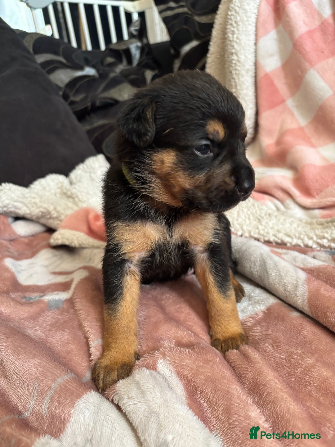 Mixed Breed dogs for sale: german shepard x old tyme bulldog  - Image 4