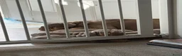 English Bulldog dogs for sale: 💜🐾 LILAC TRI ENGLISH BULLDOG PUPPIES 🐾💜 - Advert 3