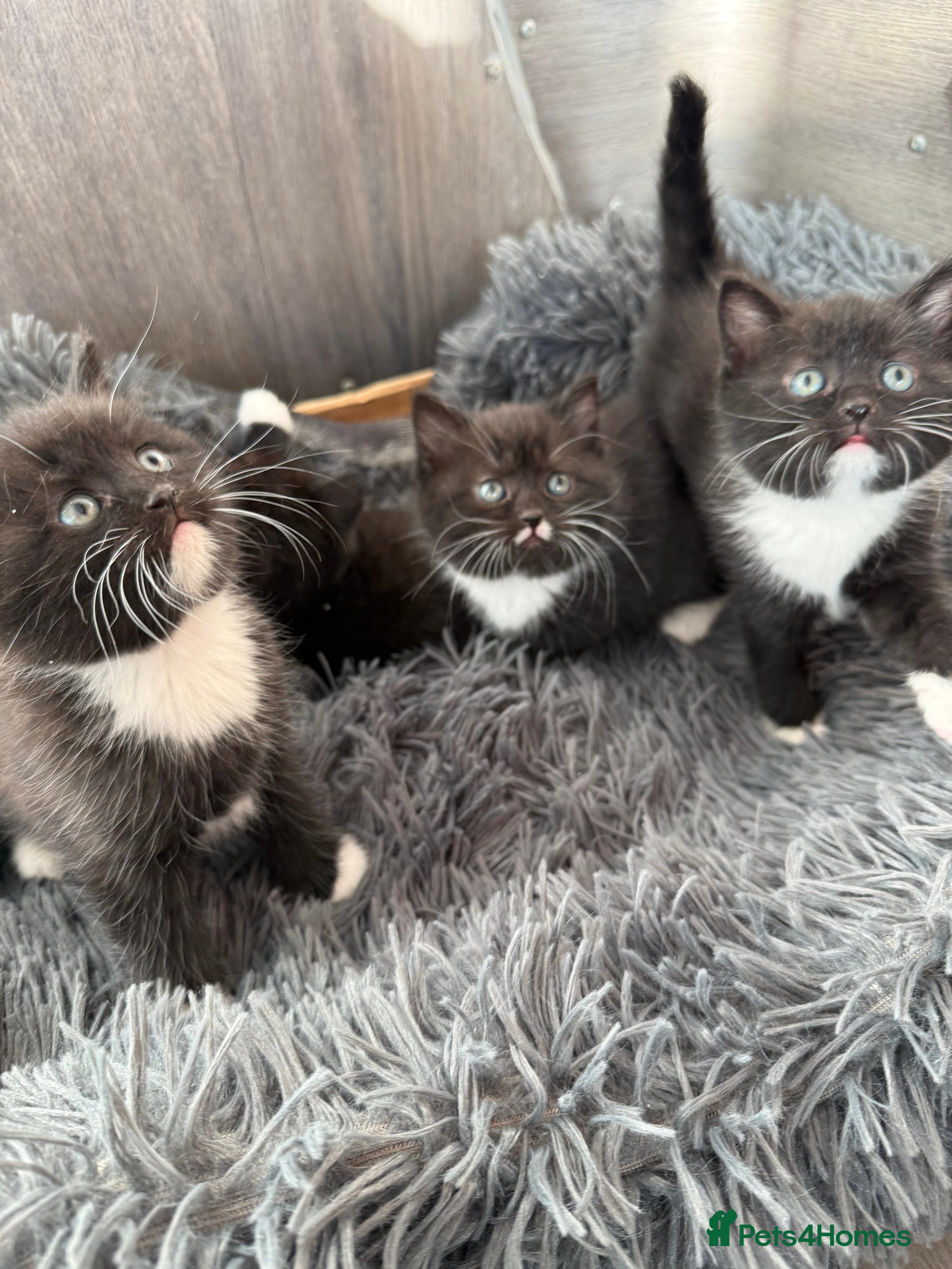 Mixed Breed cats 5 Beautiful kittens for sale  - Advert 1