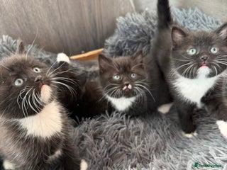 Mixed Breed cats 5 Beautiful kittens for sale - Advert 1