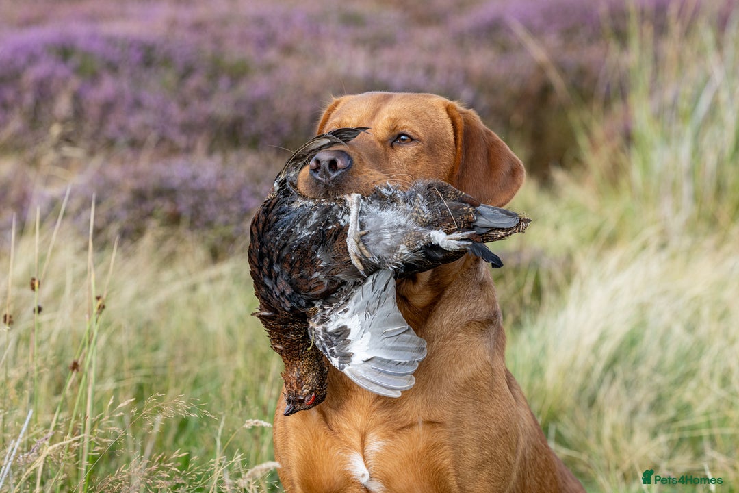Labrador Retriever dogs for stud: 0/0 Hips & elbows fox red labrador in Leyburn - Image 14