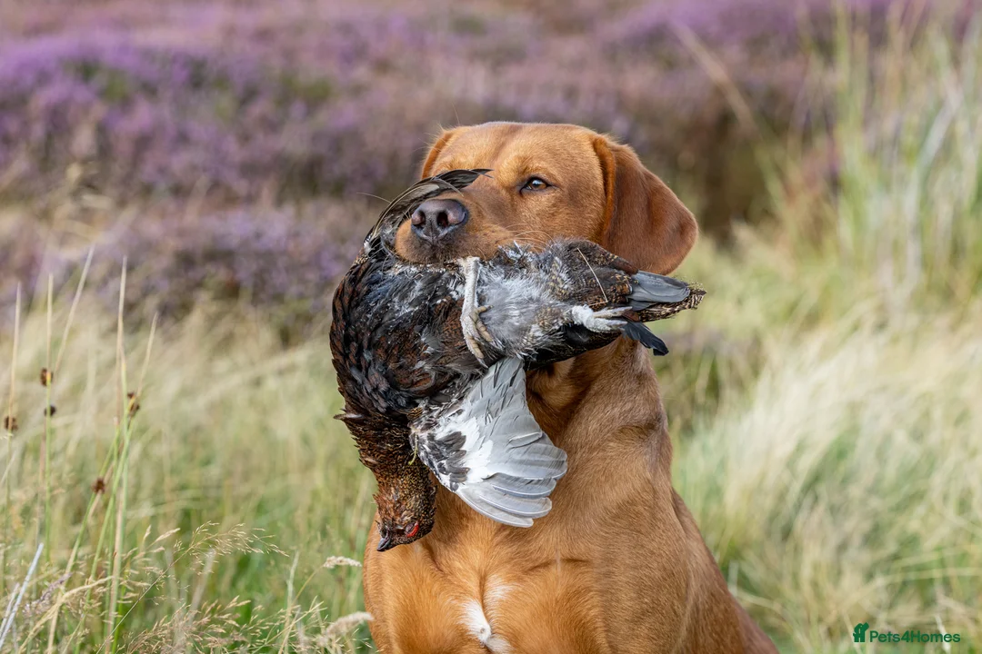 Labrador Retriever dogs for stud: 0/0 Hips & elbows fox red labrador in Leyburn - Advert 17