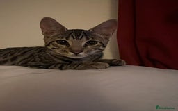 Bengal cats for sale: 5 stunning boy bengal x snow lynx  - Advert 12