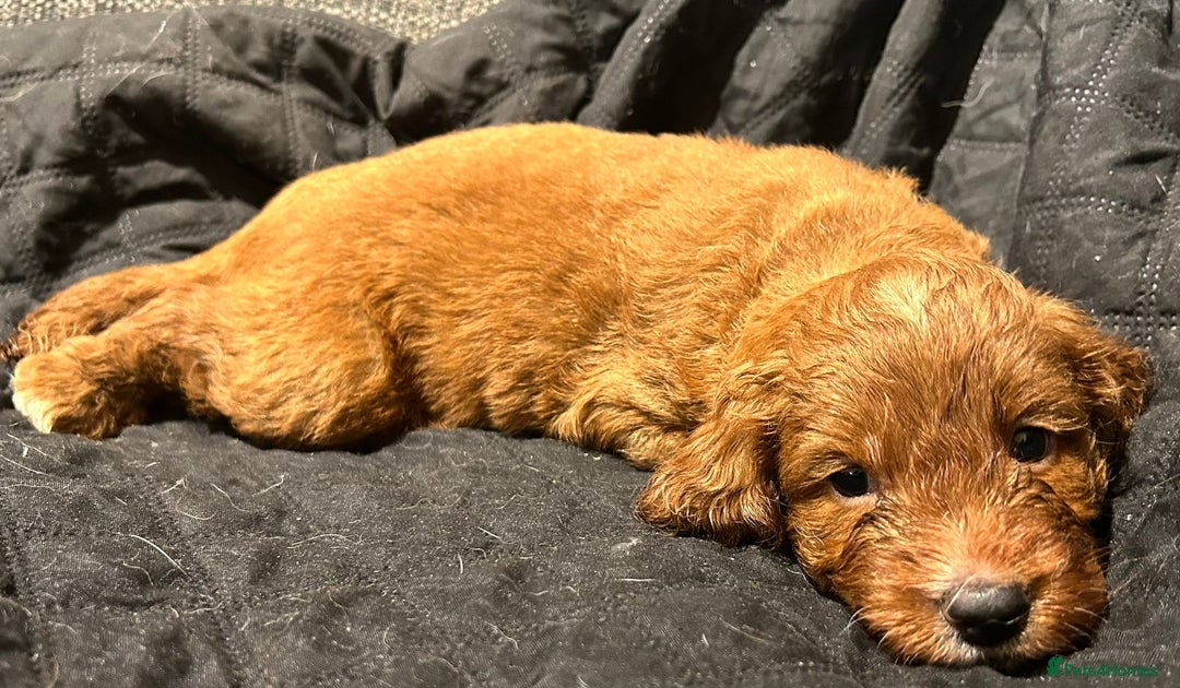 Cockapoo dogs for sale: STUNNING RED F1 TOY COCKAPOOS - Image 6