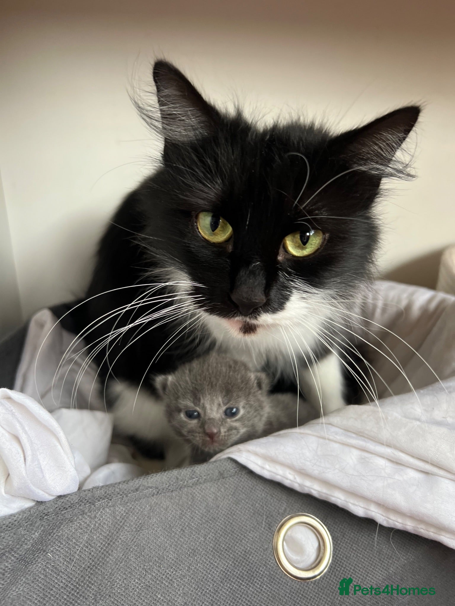 Mixed Breed cats Beautiful gray female kitten - Advert 1