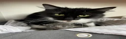 Mixed Breed cats for sale: Beautiful gray female kitten - Advert 2