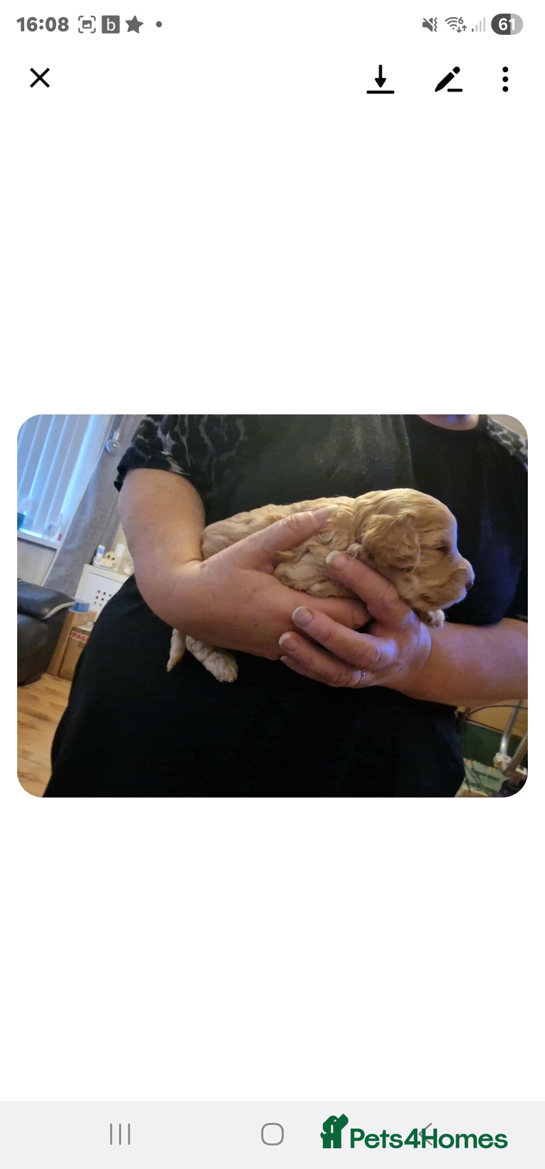 Cockapoo dogs for sale: Gorgeous cockapoo puppies  - Advert 3