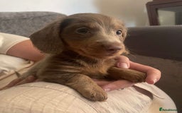 Miniature Dachshund dogs for sale: Mini longhaired Isabella/tan Dachshunds VACCINATED - Image 13
