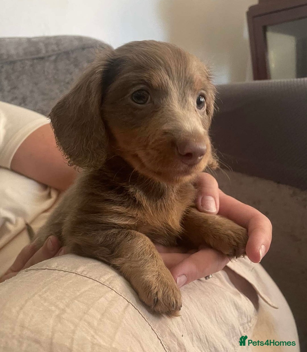 Miniature Dachshund dogs for sale: Mini longhaired Isabella/tan Dachshunds VACCINATED - Image 13