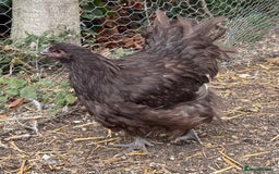 Chickens poultry for sale: 🐣 Beautiful Orpington Chicks & Cockerels for Sale - Image 12