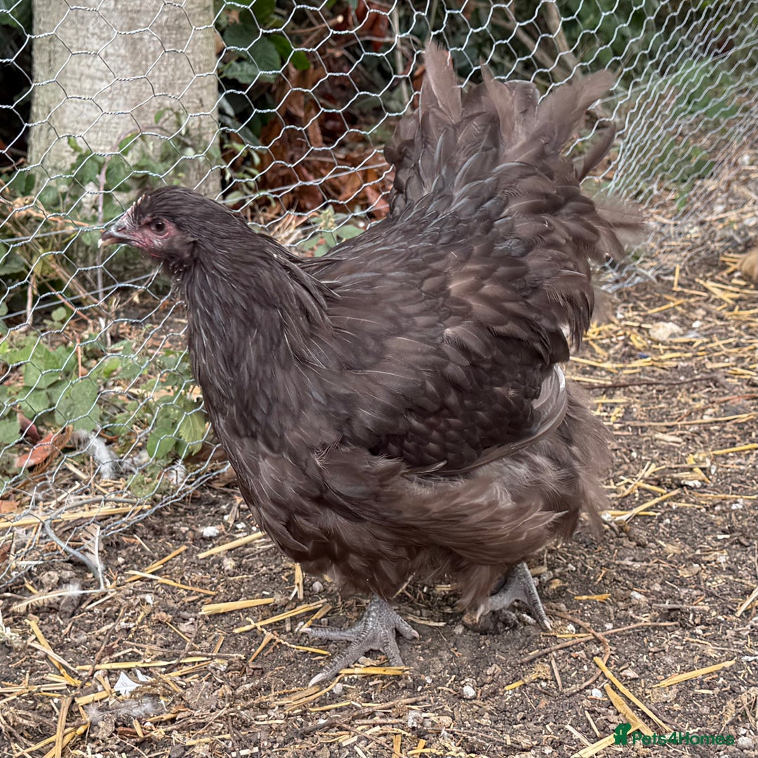 Chickens poultry for sale: 🐣 Beautiful Orpington Chicks & Cockerels for Sale - Image 12
