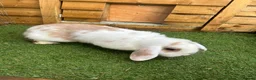 Mini Lop rabbits for sale: Purebred baby male mini lop  - Advert 12