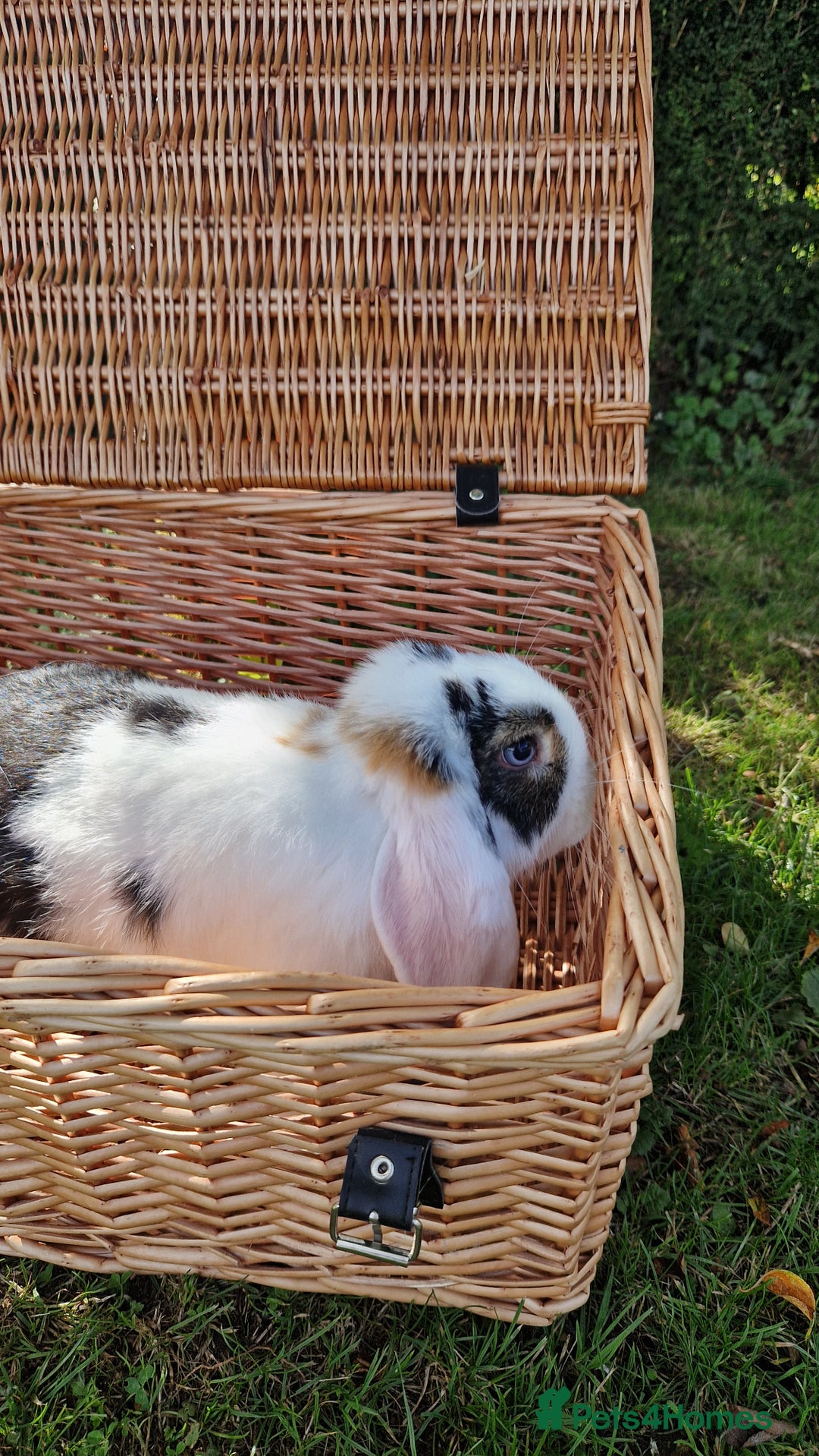 Mini Lop rabbits for sale: Mini lop rabbit male  - Image 4