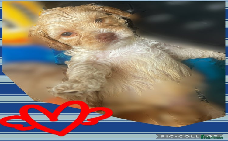 Australian Labradoodle dogs - Advert 1
