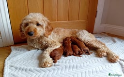 Goldendoodle dogs for sale: Stunning Miniature Goldendoodles - Image 25