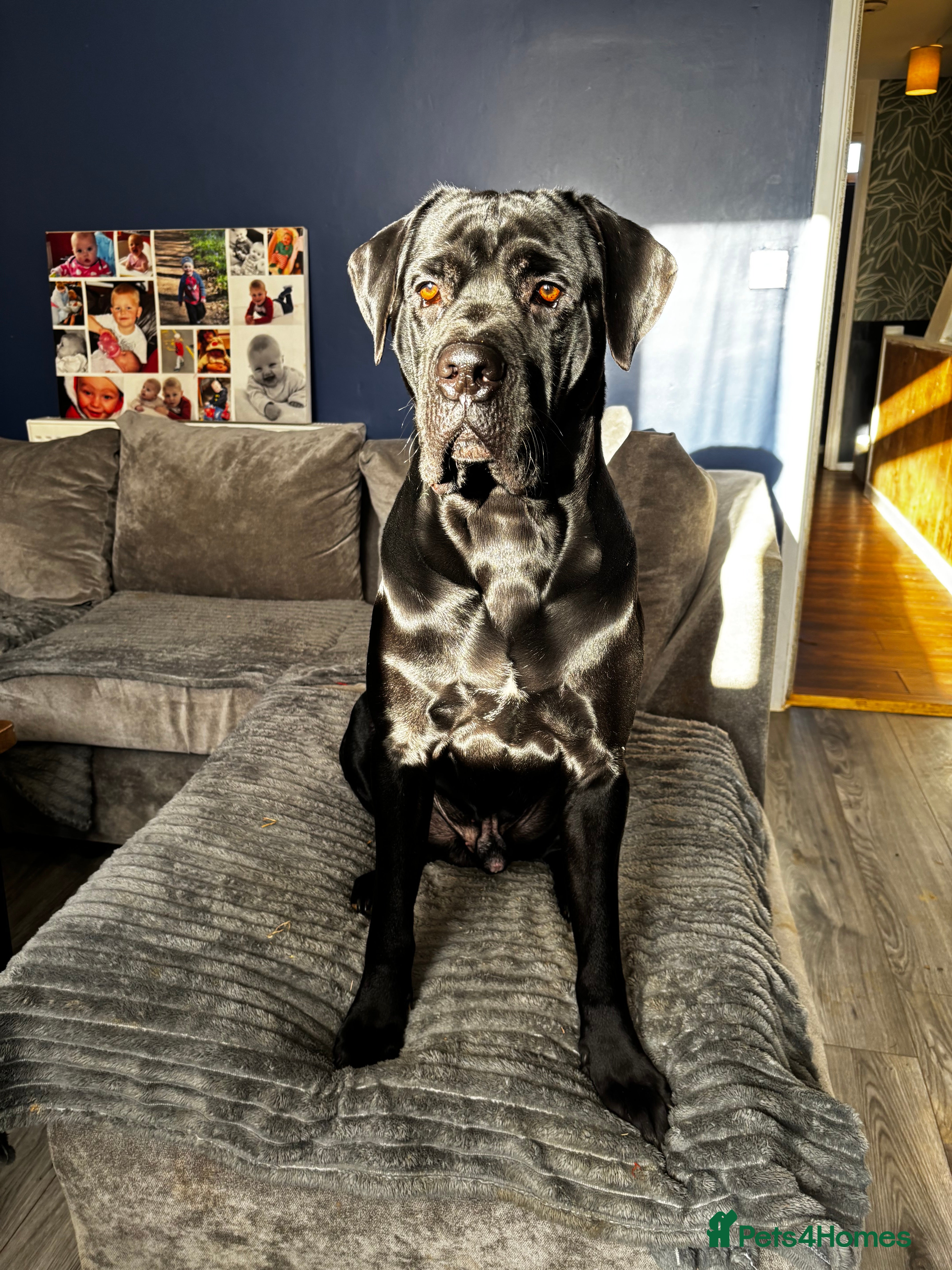 Cane Corso dogs  **  cane corso - Advert 2