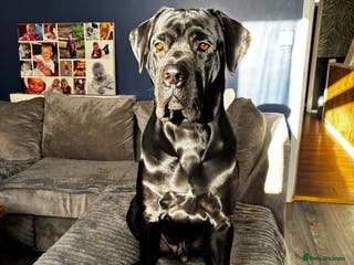 Cane Corso dogs ** cane corso - Advert 1