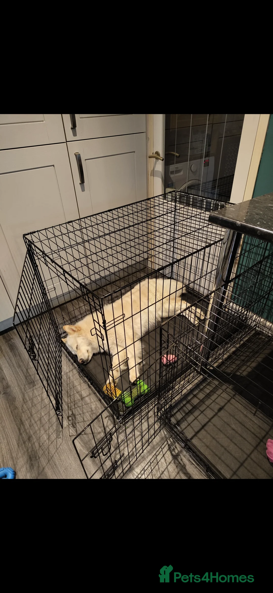 Mixed Breed dogs for sale: Golden Samoyed Girl - Advert 3