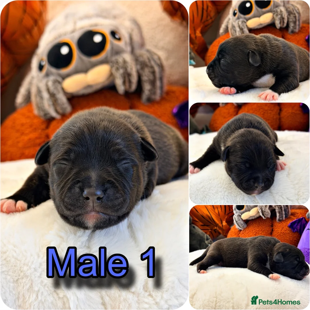 Staffordshire Bull Terrier dogs for sale: 🐾KC REGISTERED STAFFORDSHIRE BULL TERRIER  🐾 - Advert 15