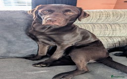 Labrador Retriever dogs for sale: Labrador Puppies for sale  - Image 4