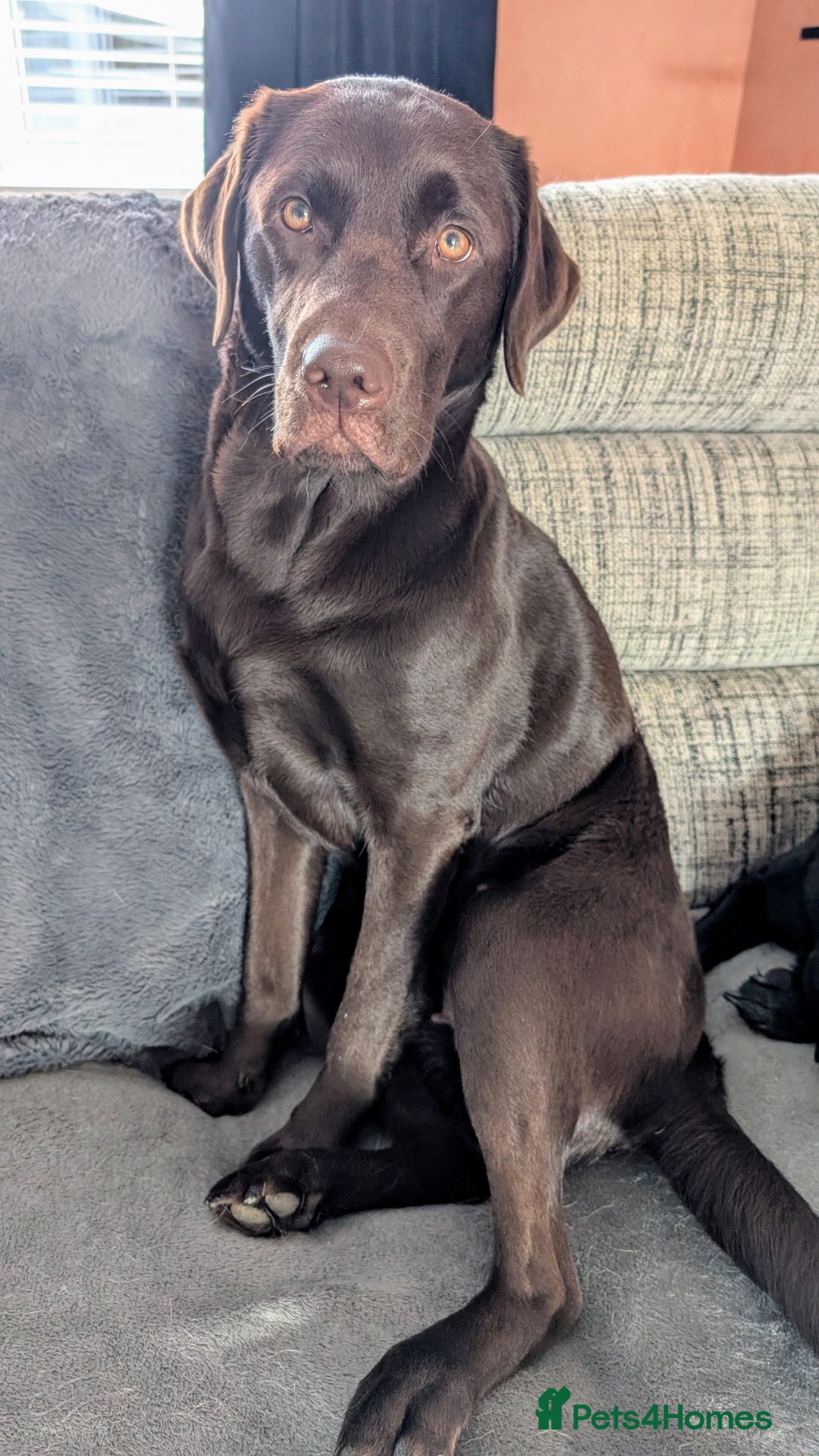 Labrador Retriever dogs for sale: Labrador Puppies for sale  - Image 4