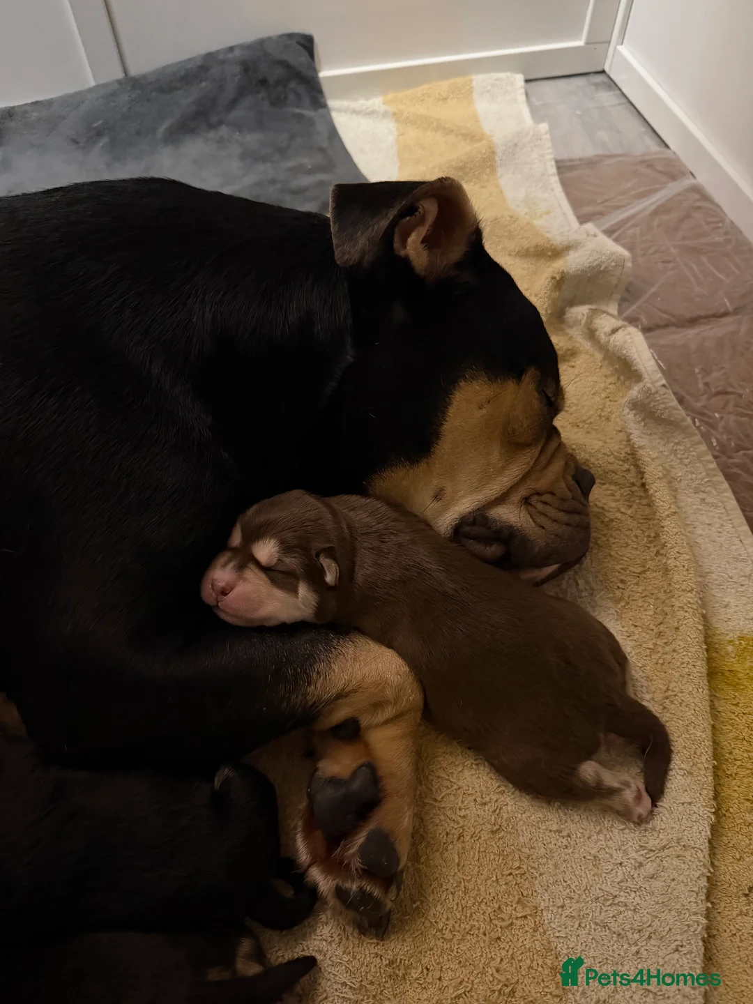 Mixed Breed dogs for sale: Shih-boodle - Advert 12