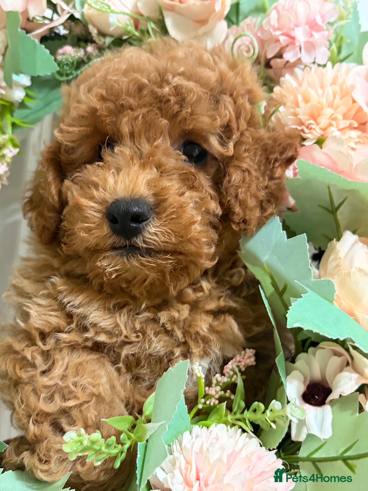 Maltipoo dogs MALTIPOO RED BOY  - Advert 1