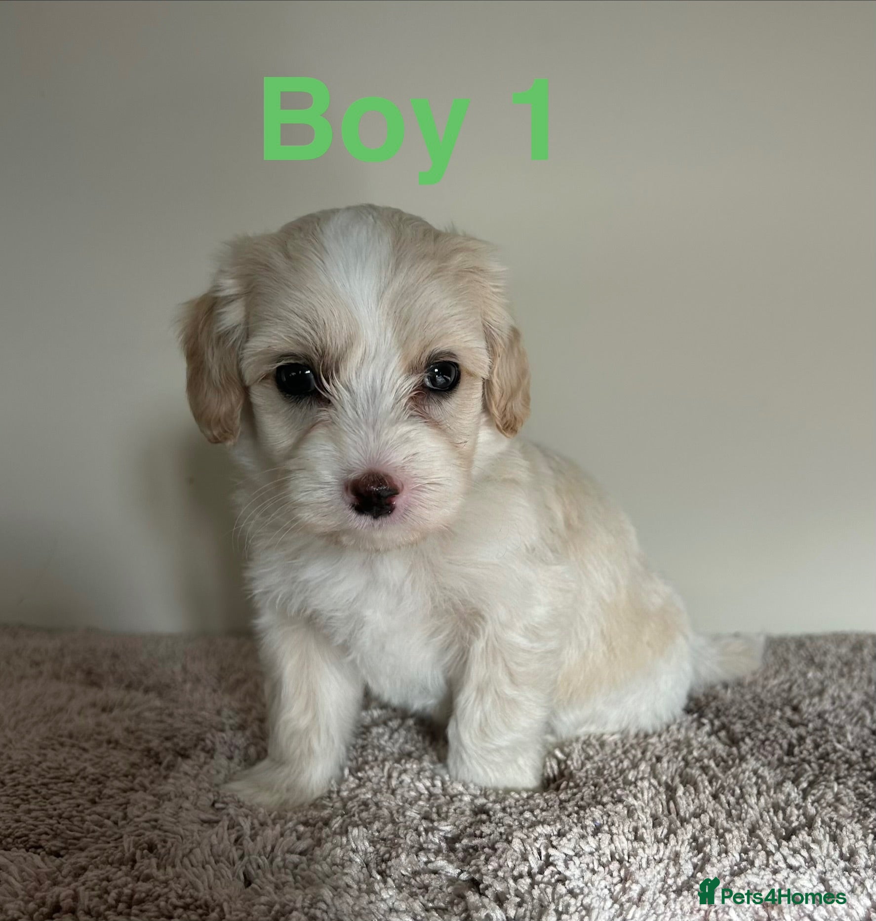 Maltipoo dogs Six beautiful maltipoo puppies - Advert 2