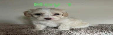 Maltipoo 1