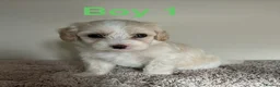 Maltipoo dogs for sale: Six beautiful maltipoo puppies - Advert 2