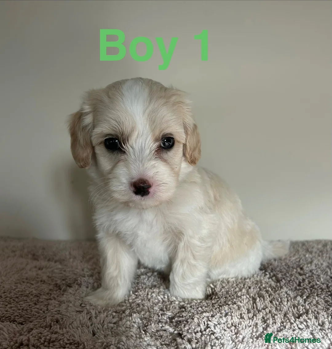 Maltipoo dogs for sale: Six beautiful maltipoo puppies - Advert 2