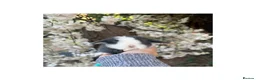 Mini Lop rabbits for sale: Hobby breeder of pure bred mini lops  - Advert 8