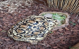 Tortoise reptiles for sale: Tortoise  - Image 2