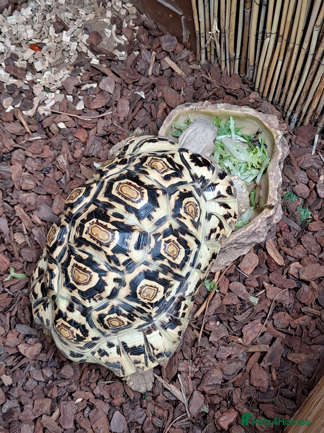 Tortoise reptiles for sale: Tortoise  - Image 2