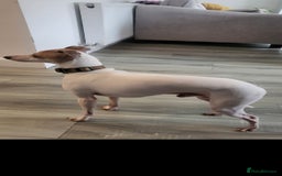 Italian Greyhound dogs for stud:  Proven Full bred American lines  - Image 2