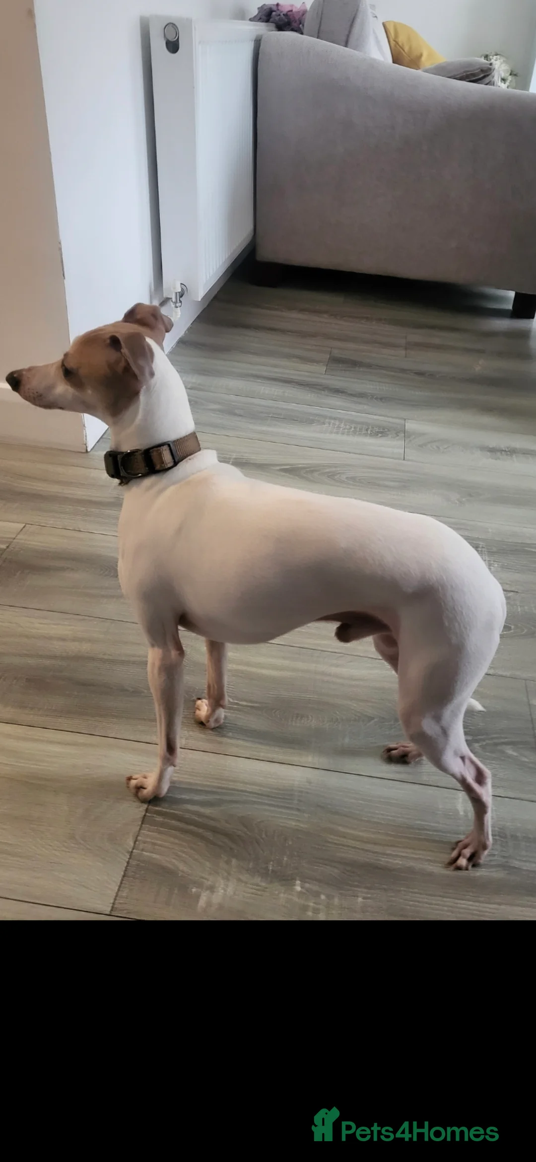Italian Greyhound dogs for stud:  Proven Full bred American lines  - Advert 2
